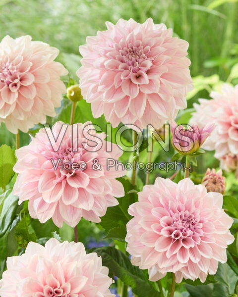 Dahlia Titan Ballerina Blush | Visions Pictures