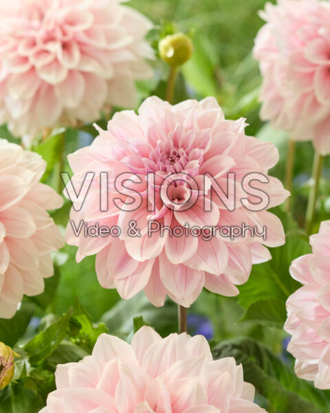 Dahlia Titan Ballerina Blush