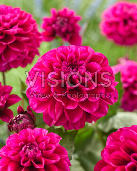 Dahlia Garden Mystery Dahlia Garden Mystery