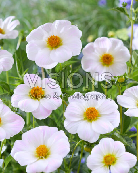 Dahlia FBT 12