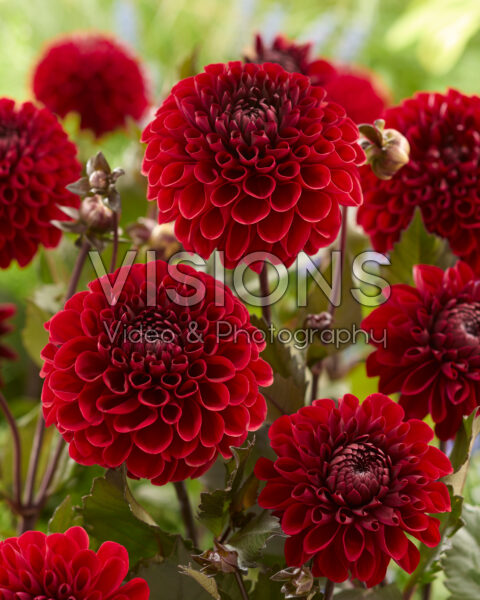 Dahlia Baccara Dahlia Baccara