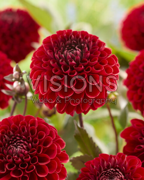 Dahlia Baccara