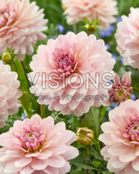 Dahlia Glossy Annika Dahlia Glossy Annika