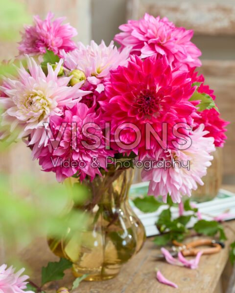 Mixed dahlias in vase