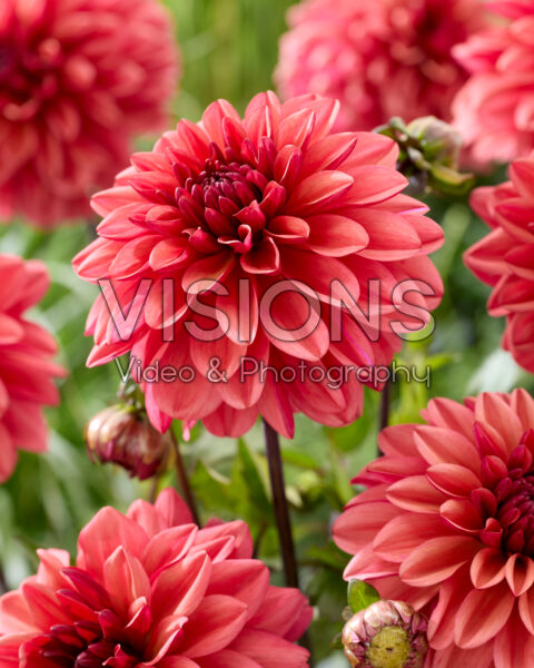 Dahlia Klara Zak | Visions Pictures