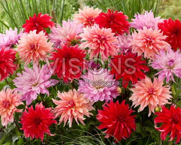 Dahlia Labyrinth mix