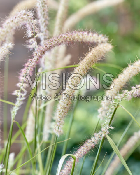 Pennisetum orientale Maxima