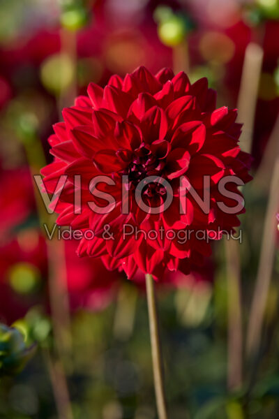 Dahlia All Directions