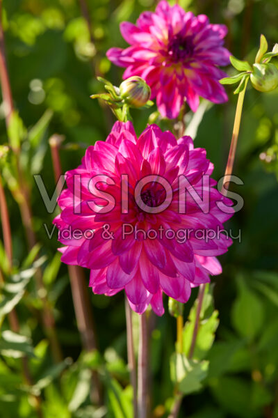 Dahlia Loe's Dahlia Loe's