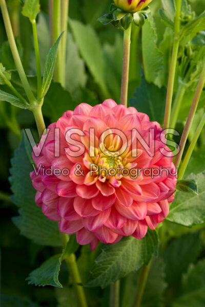 Dahlia Princess Erika