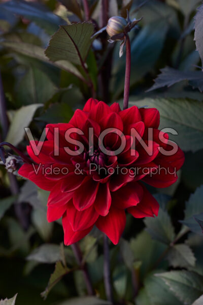 Dahlia Red Pannier