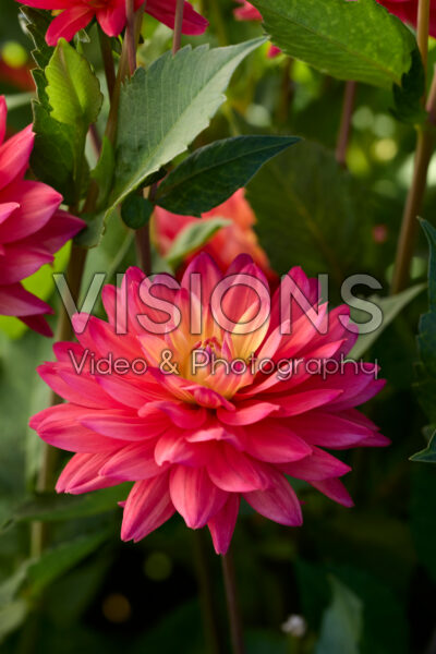 Dahlia Red Silence