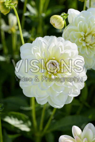 Dahlia Sandia Serenity
