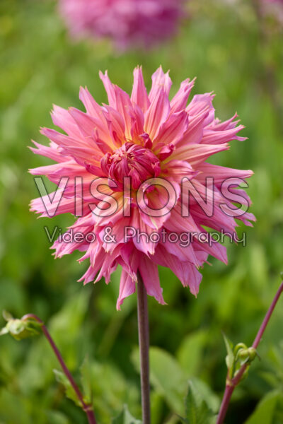 Dahlia Omega