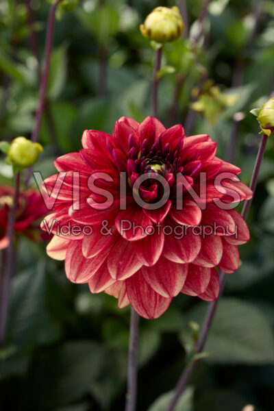 Dahlia Glossy Maracana