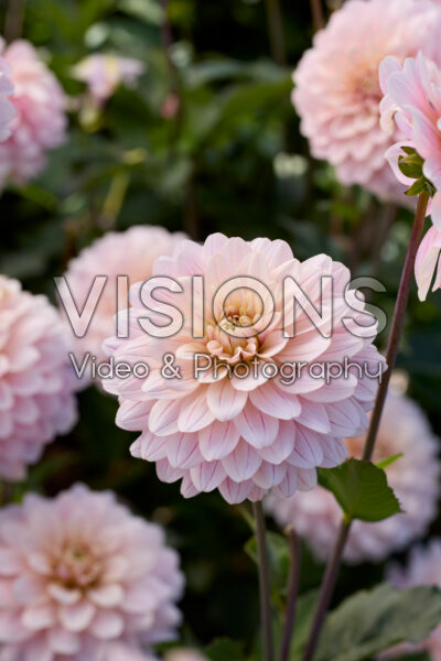 Dahlia Glossy Annika
