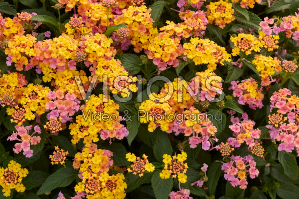 Lantana camara Shamrock Rose Gold Lantana camara Shamrock Rose Gold