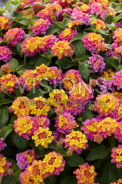 Lantana camara Shamrock Rose Impr.