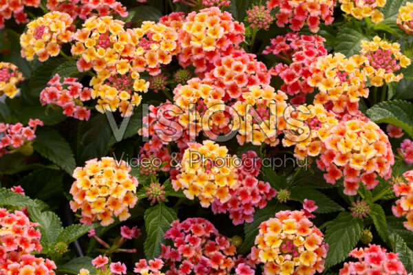 Lantana camara Shamrock Peach