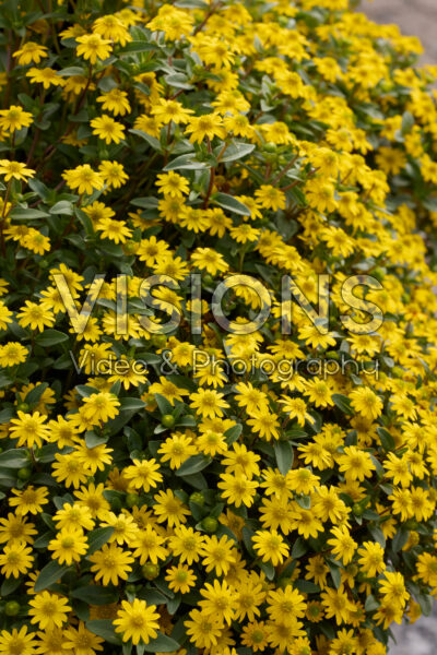 Sanvitalia speciosa Sun Vitalia® Bright Yellow