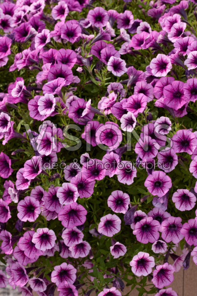 Petunia milliflora Vivini™ Purple Vein