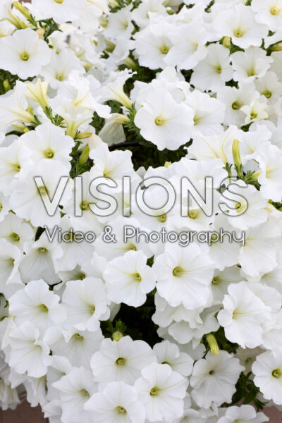 Petunia grandiflora Viva® White