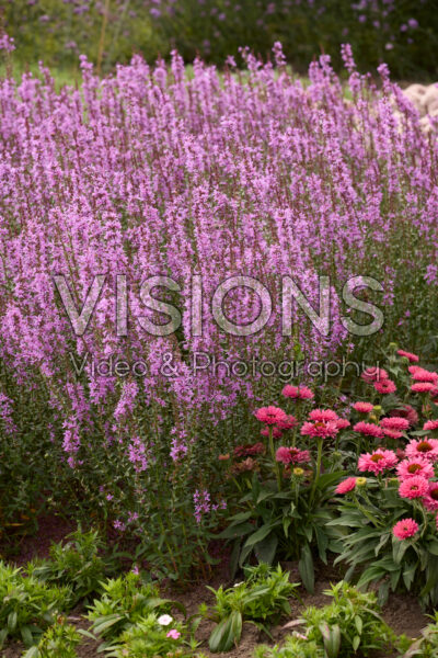 Lythrum salicaria