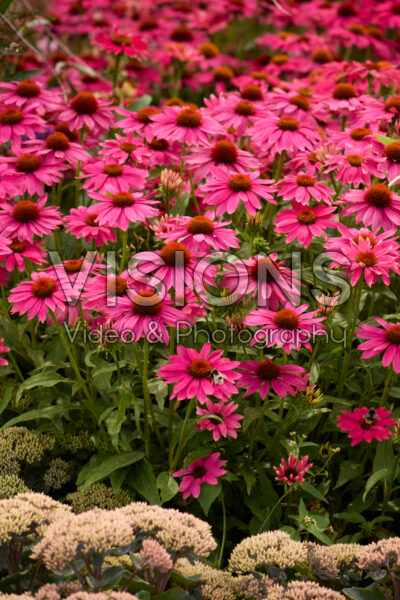 Echinacea pink