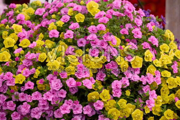 Calibrachoa parviflora Cabaret® Double MixMasters® Yellow Jazz