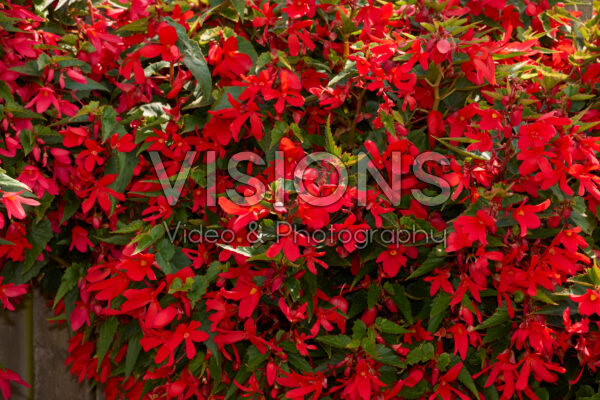 Begonia boliviensis Groovy Red Begonia boliviensis Groovy Red