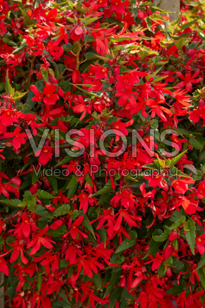 Begonia boliviensis Groovy Red Begonia boliviensis Groovy Red