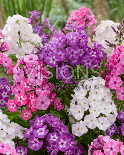 Phlox mixed Phlox mixed