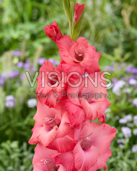 Gladiolus Flevo Mistress