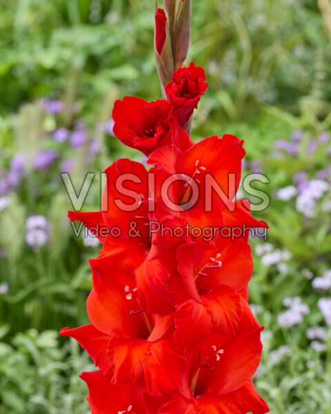 Gladiolus Flevo Alert