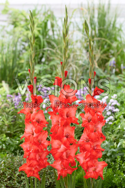 Gladiolus Flevo Sombrero