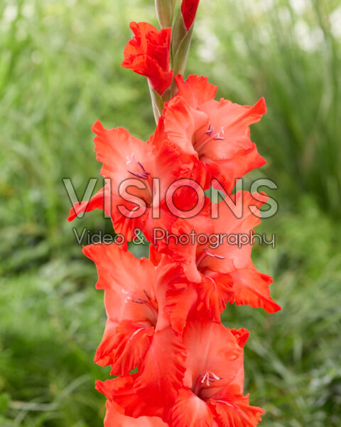 Gladiolus Flevo Sombrero Gladiolus Flevo Sombrero