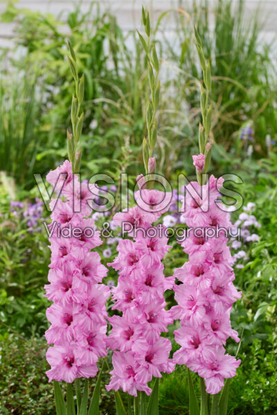 Gladiolus Flevo Boulevard