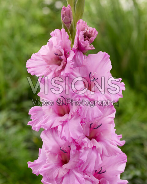 Gladiolus Flevo Boulevard