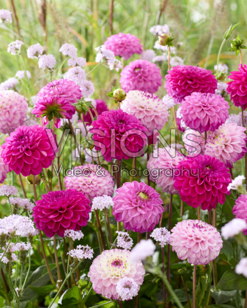 DAHLIAさん専用 Dalaya Shari Dahlia (Dahlia 'KLEDH10032') in Orange County