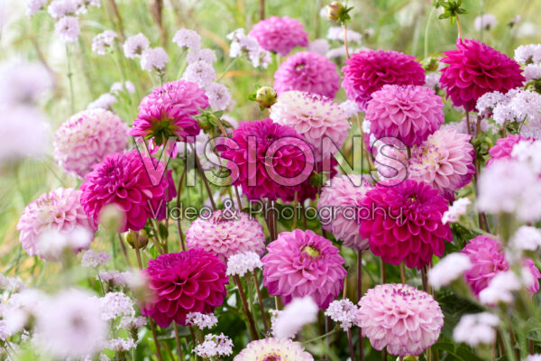 Dahlia gemengd
