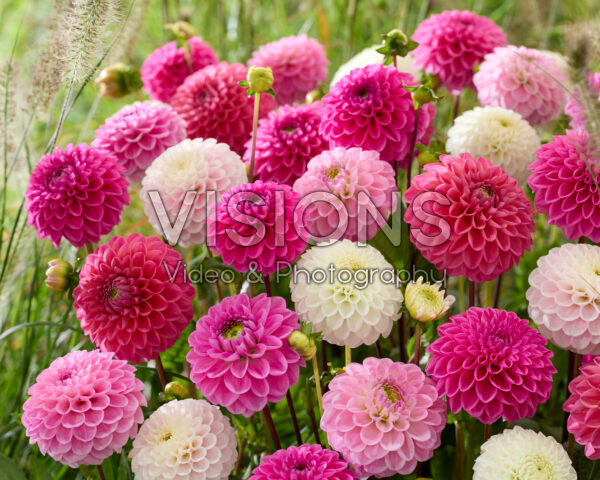 Dahlia mixed | Visions Pictures
