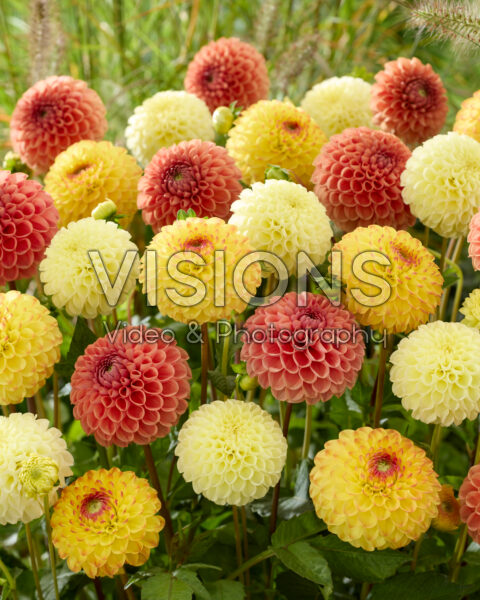 Dahlia gemengd