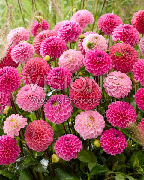 Dahlia mixed
