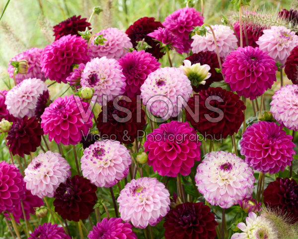 Dahlia gemengd