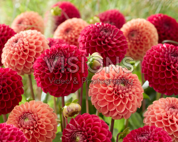Dahlia Cornel, Cornel Brons