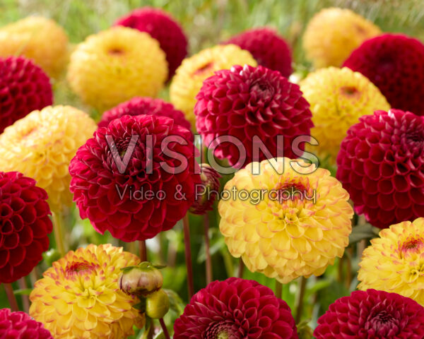 Dahlia Cornel, Dahlia Sunny Boy