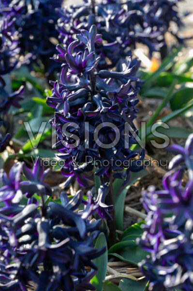 Hyacinthus Midnight Sky