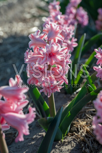 Hyacinthus Pink Surprise