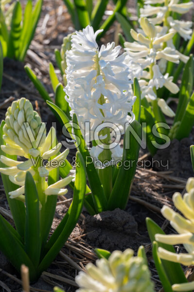 Hyacinthus White Lady