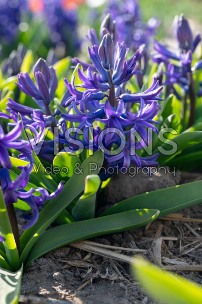 Hyacinthus multiflora blauw